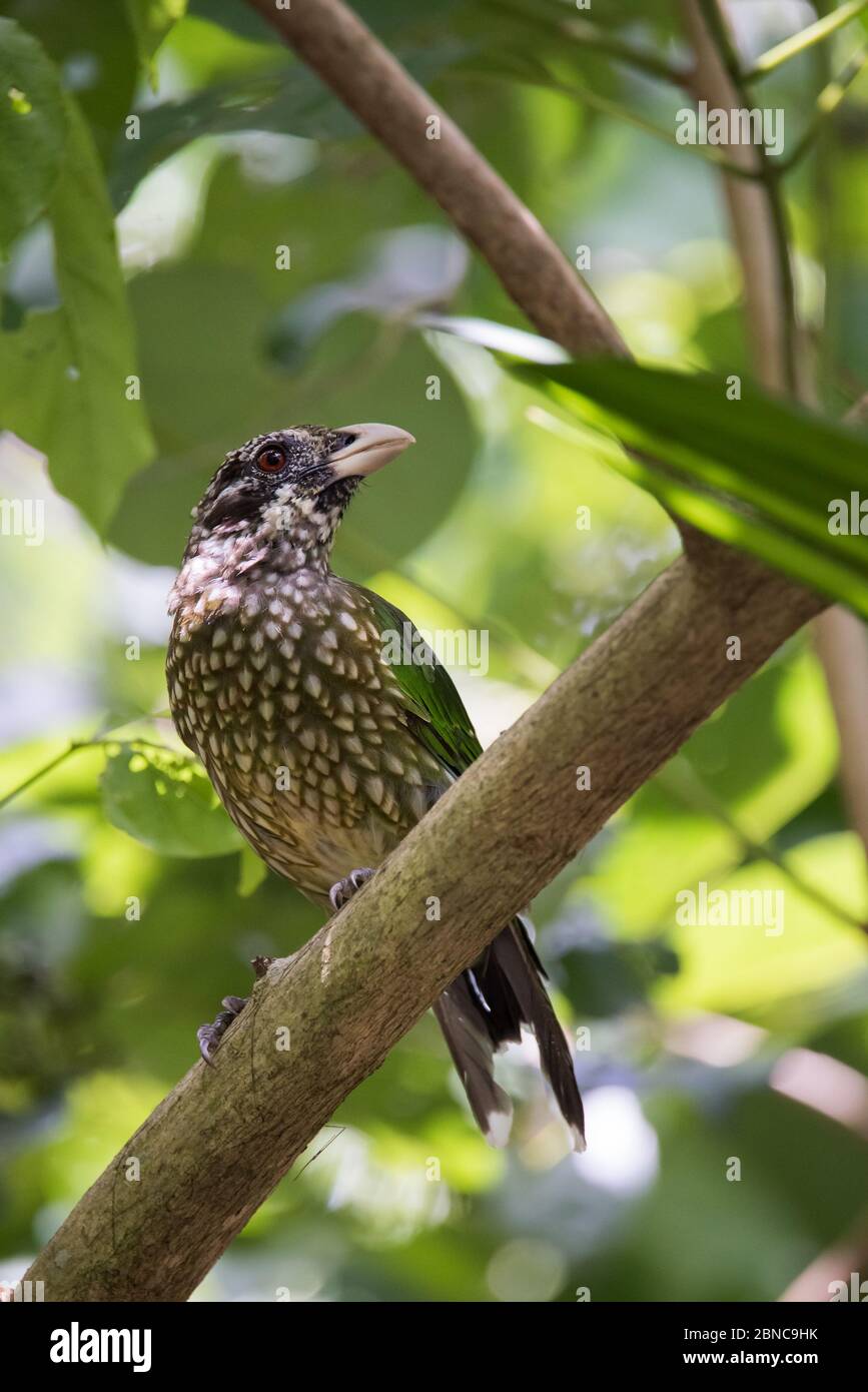 A spotted catbird pauses in a rainforest tree in Kuranda, Queensland, Australia. Stock Photo