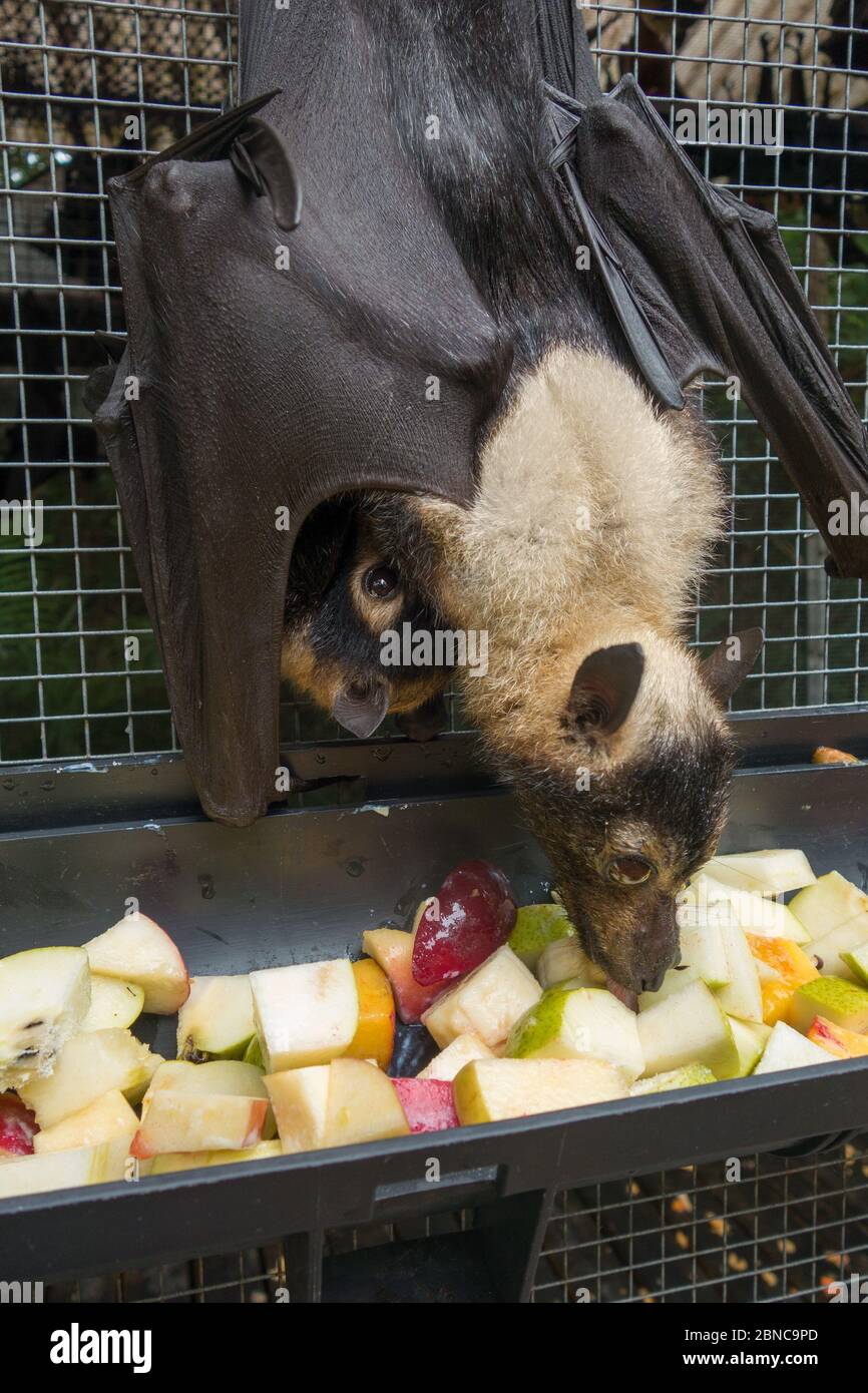 An endangered baby Spectacled Flying Fox peers out from beneath her mother at a wildlife rescue facility in Kuranda, Queensland, Australia. Stock Photo