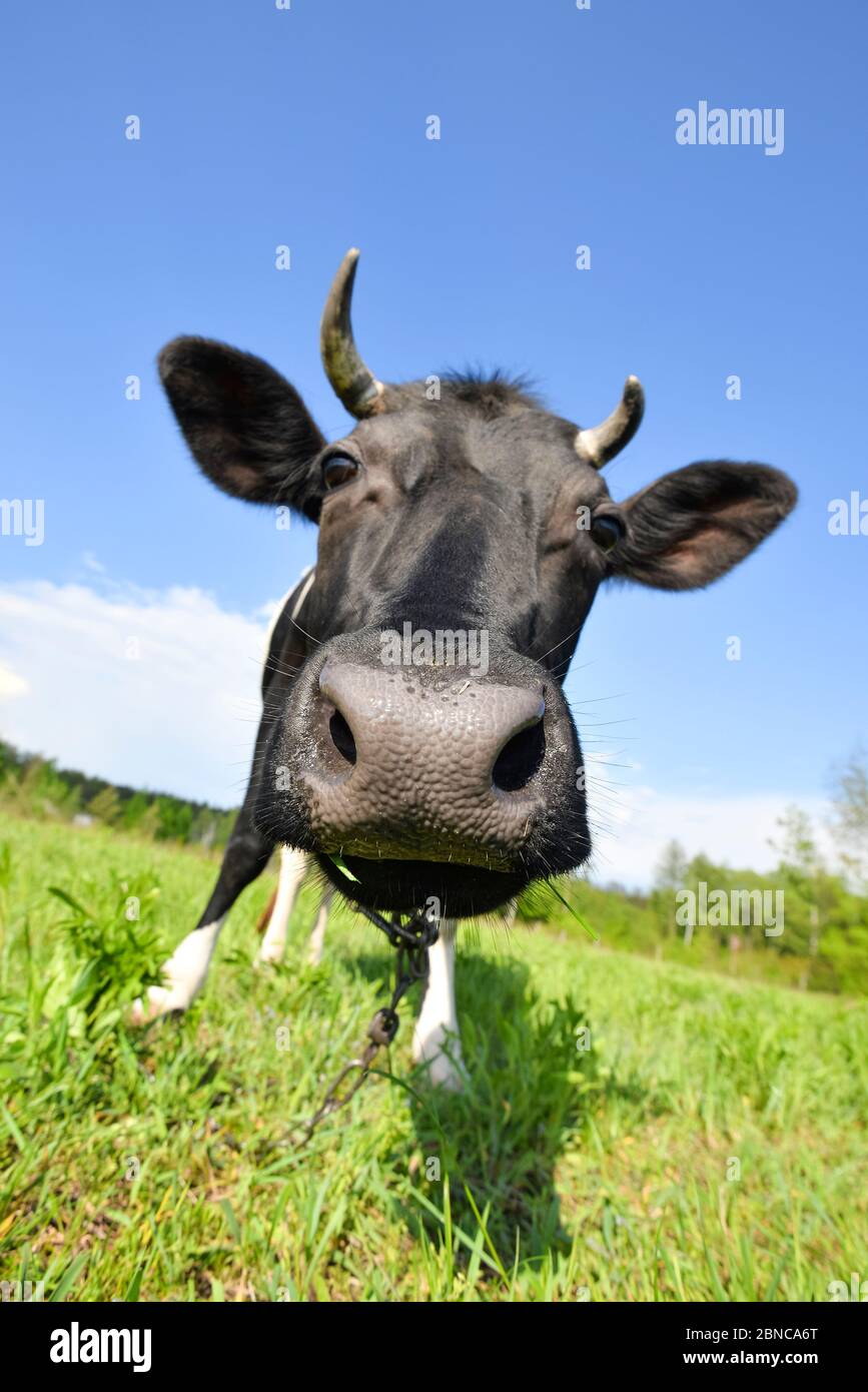 The portrait of cow on the background of green field. Beautiful funny ...