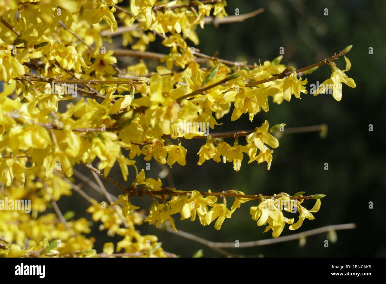 Yellow forsythia flowers , forsythia, gold bell (forsythia), background image Stock Photo