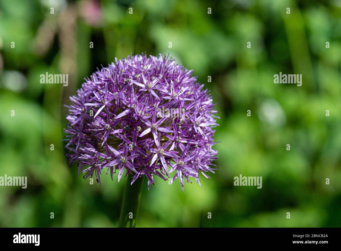 The flower head of an Allium 'Globemaster' Stock Photo