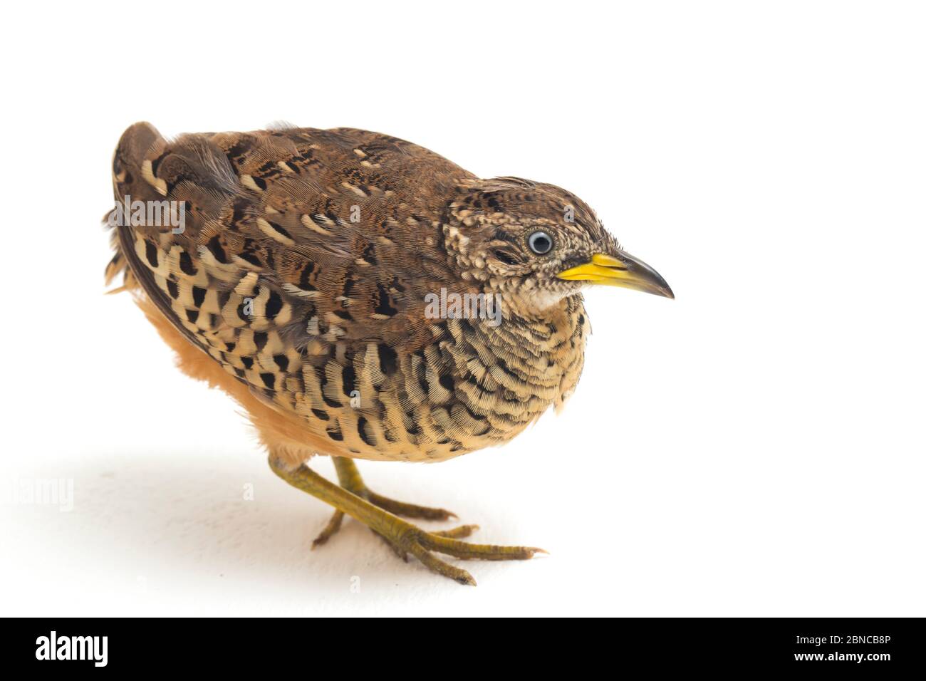 A male barred buttonquail or common bustard-quail (Turnix suscitator) isolated on white background Stock Photo