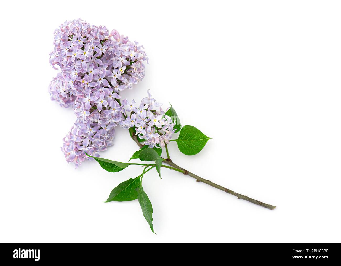 Brunch of blooming lilac isolated on white background. Violet, purple flowers of lilac, top view, spring picture. Stock Photo