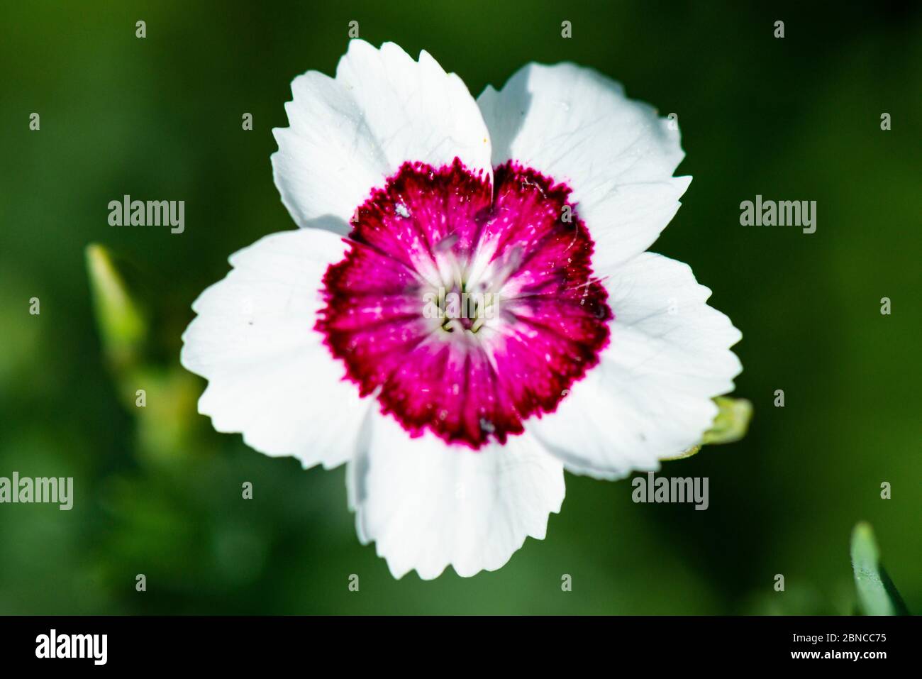 The flower of a Dianthus deltoides 'Arctic Fire' Stock Photo