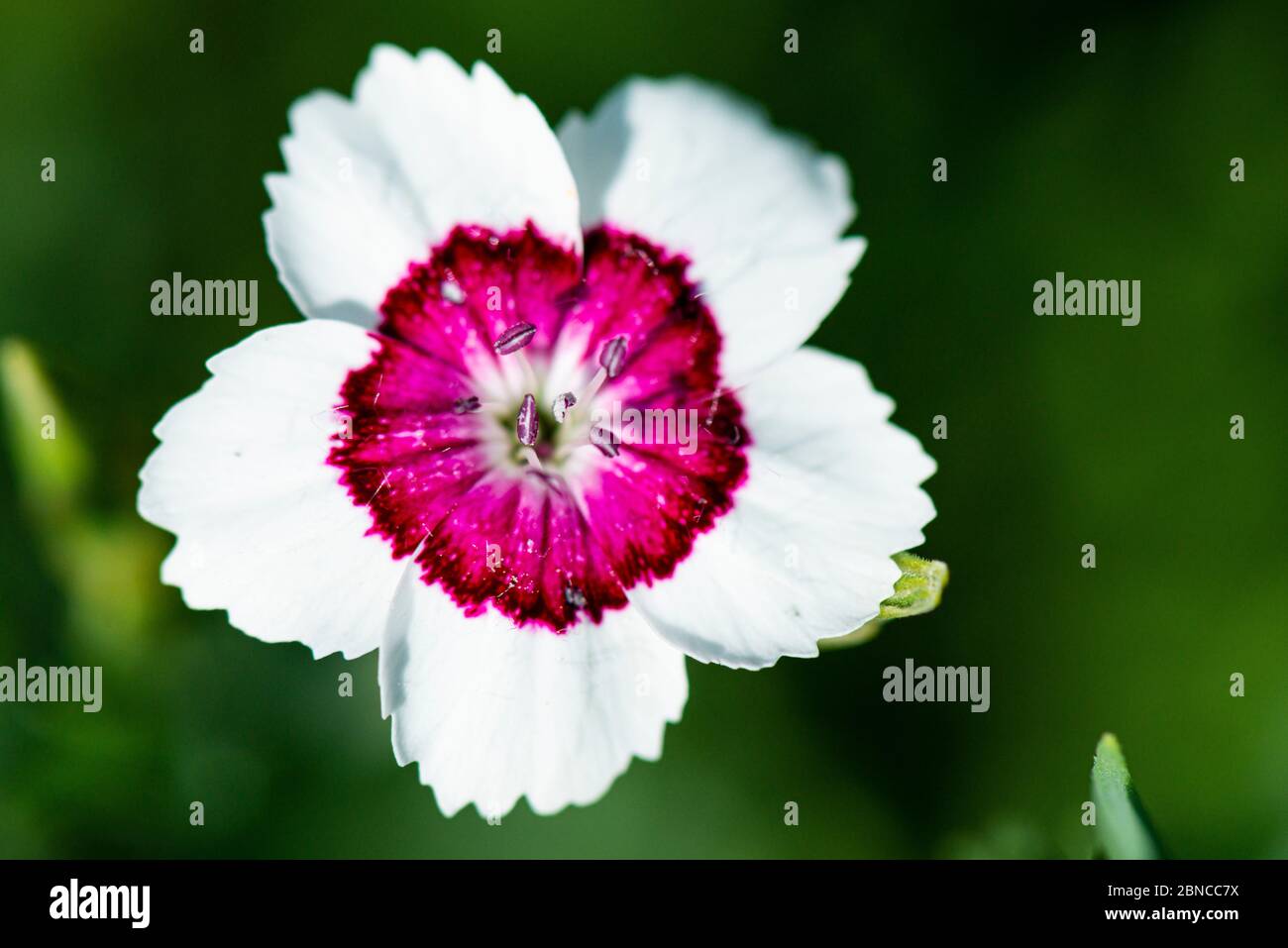 The flower of a Dianthus deltoides 'Arctic Fire' Stock Photo