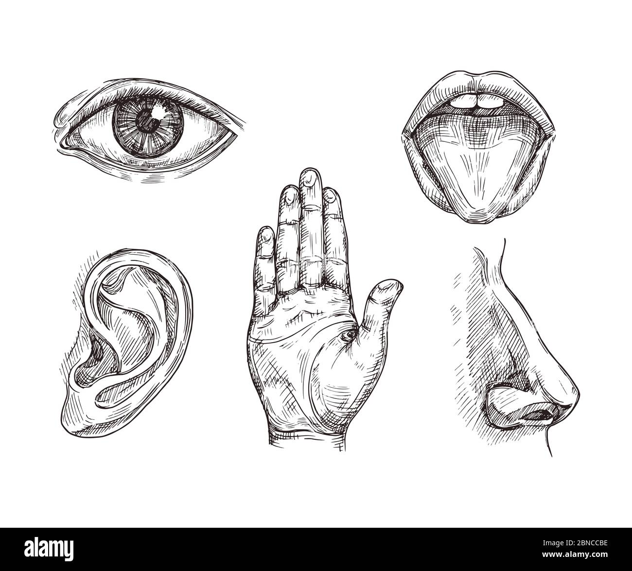 Sense organs. Hand drawn mouth and tongue, eye, nose, ear and hand palm. Engraving five senses vector illustration. Hear and sense, taste and see, listening sensor Stock Vector