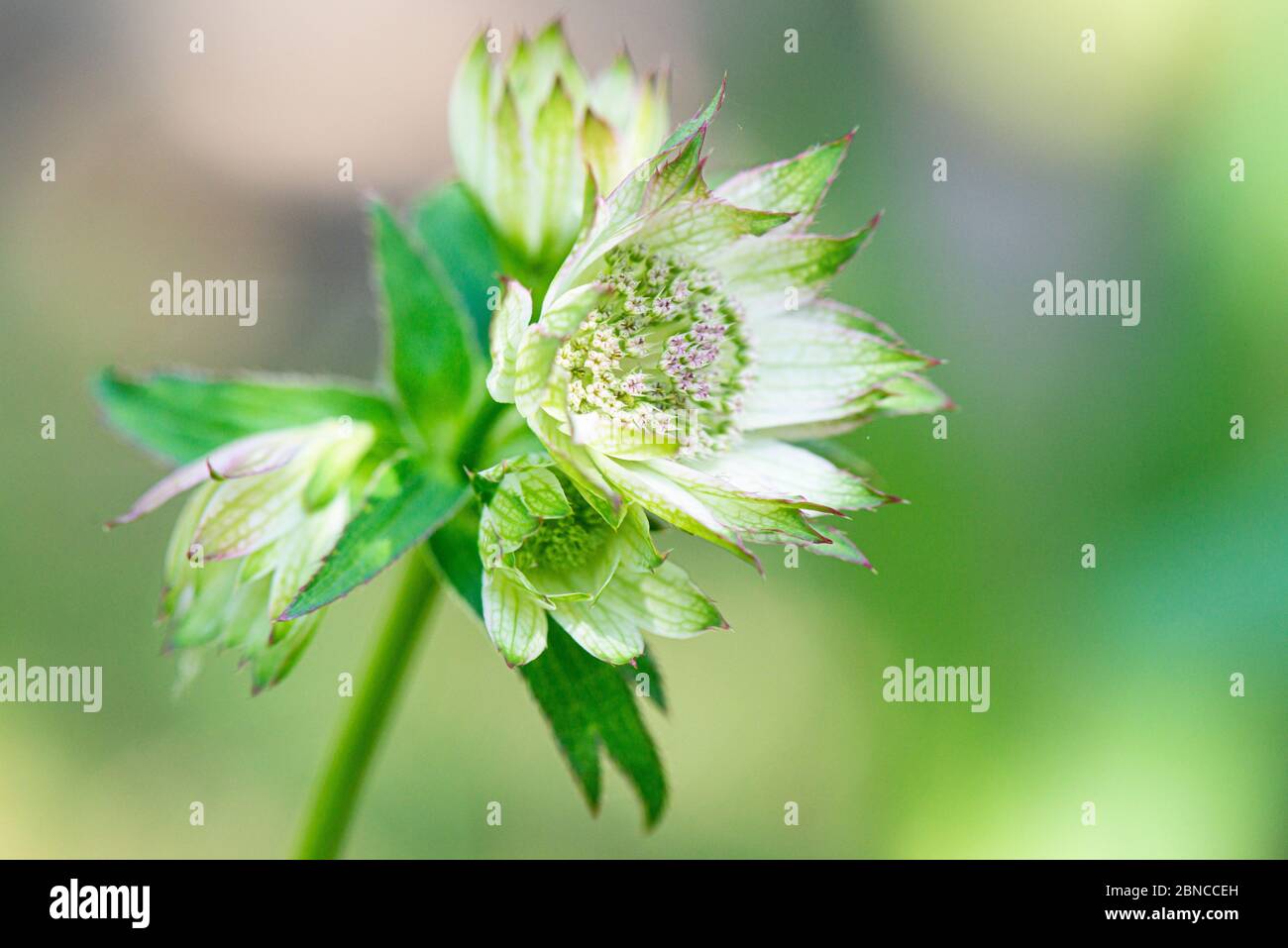 The flowers of a Astrantia Stock Photo