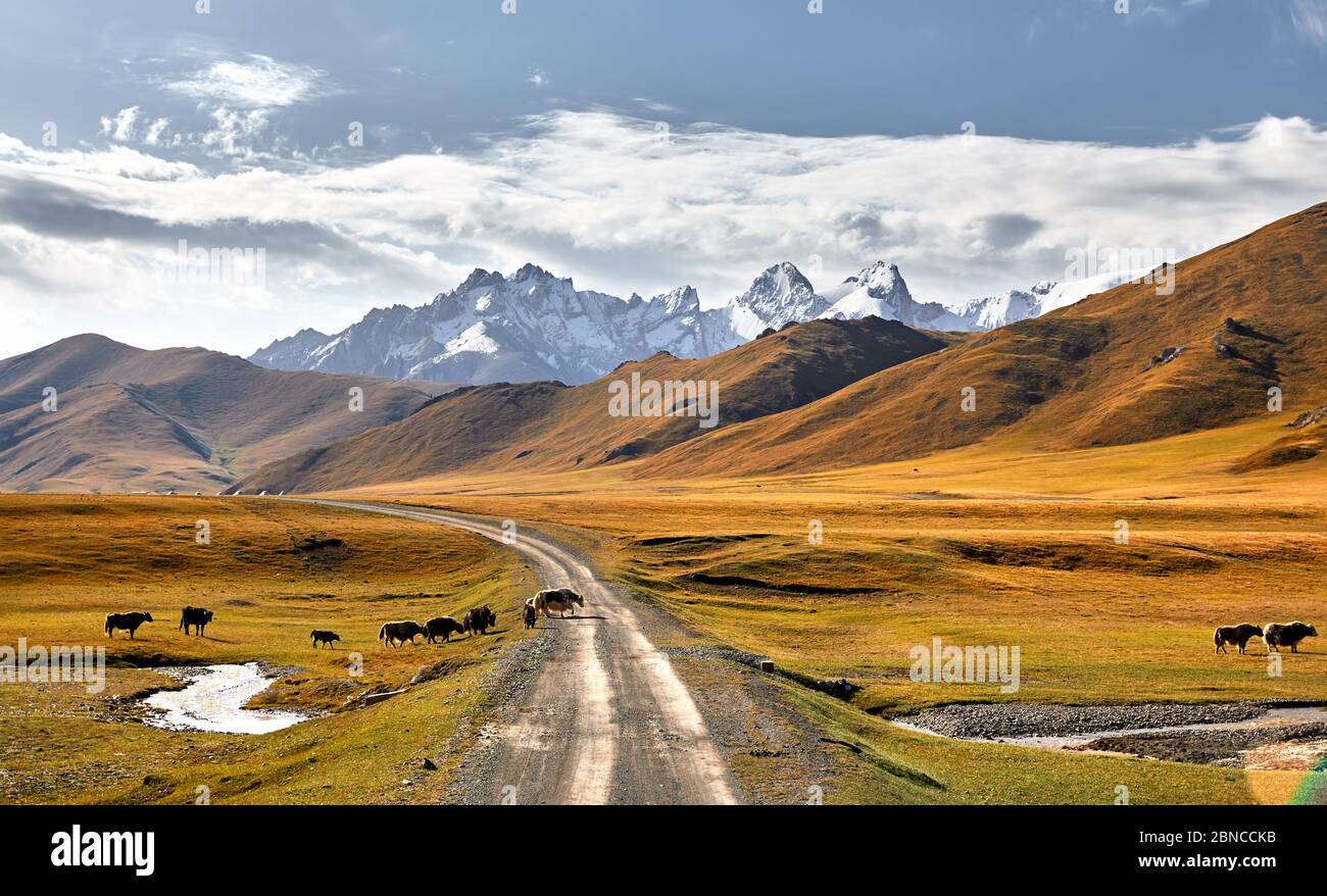 Herd of Yak crossing the road in the mountain valley of Kyrgyzstan, Central Asia Stock Photo