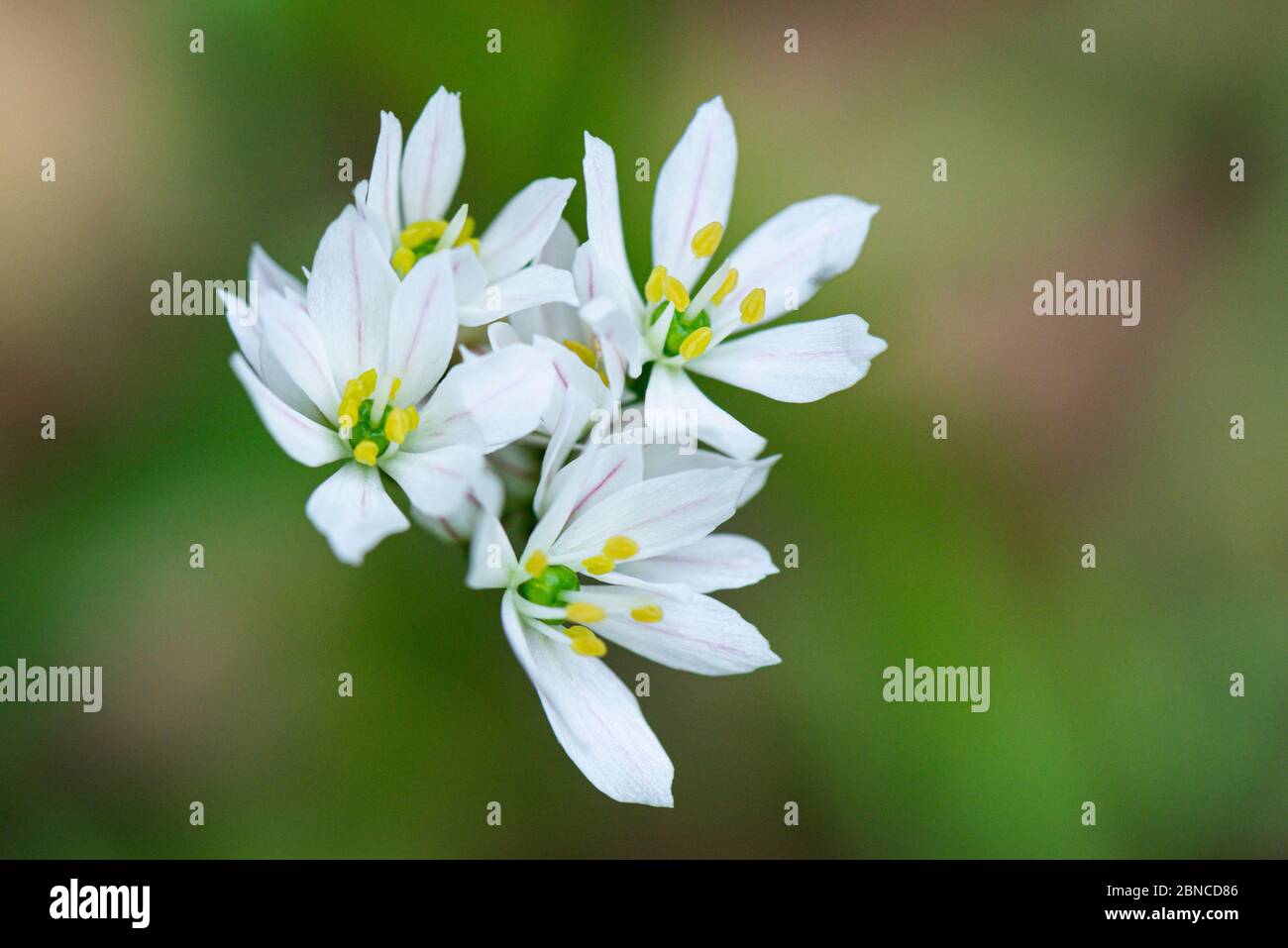 The flowers of a Neapolitan garlic (Allium neapolitanum) Stock Photo
