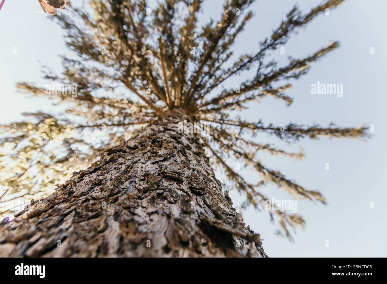 Low angle shot of a tall tree in the forest under the sunlight Stock ...