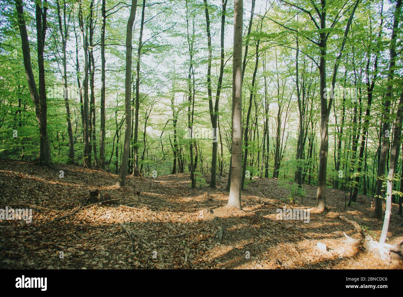 Beautiful shot of tall trees in the forest under the sunlight Stock ...