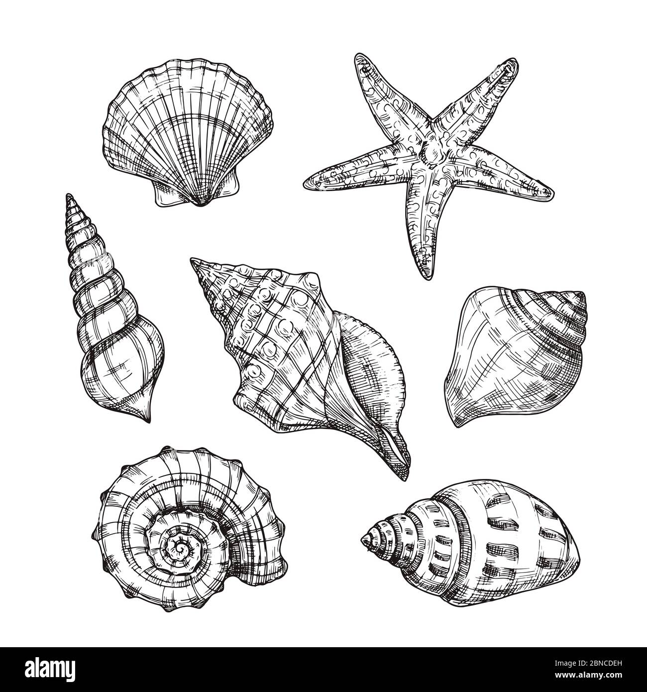 Hand drawn sea shells. Starfish shellfish tropical mollusk in vintage engraving style. Seashell isolated vector collection. Illustration of shellfish and starfish drawing Stock Vector