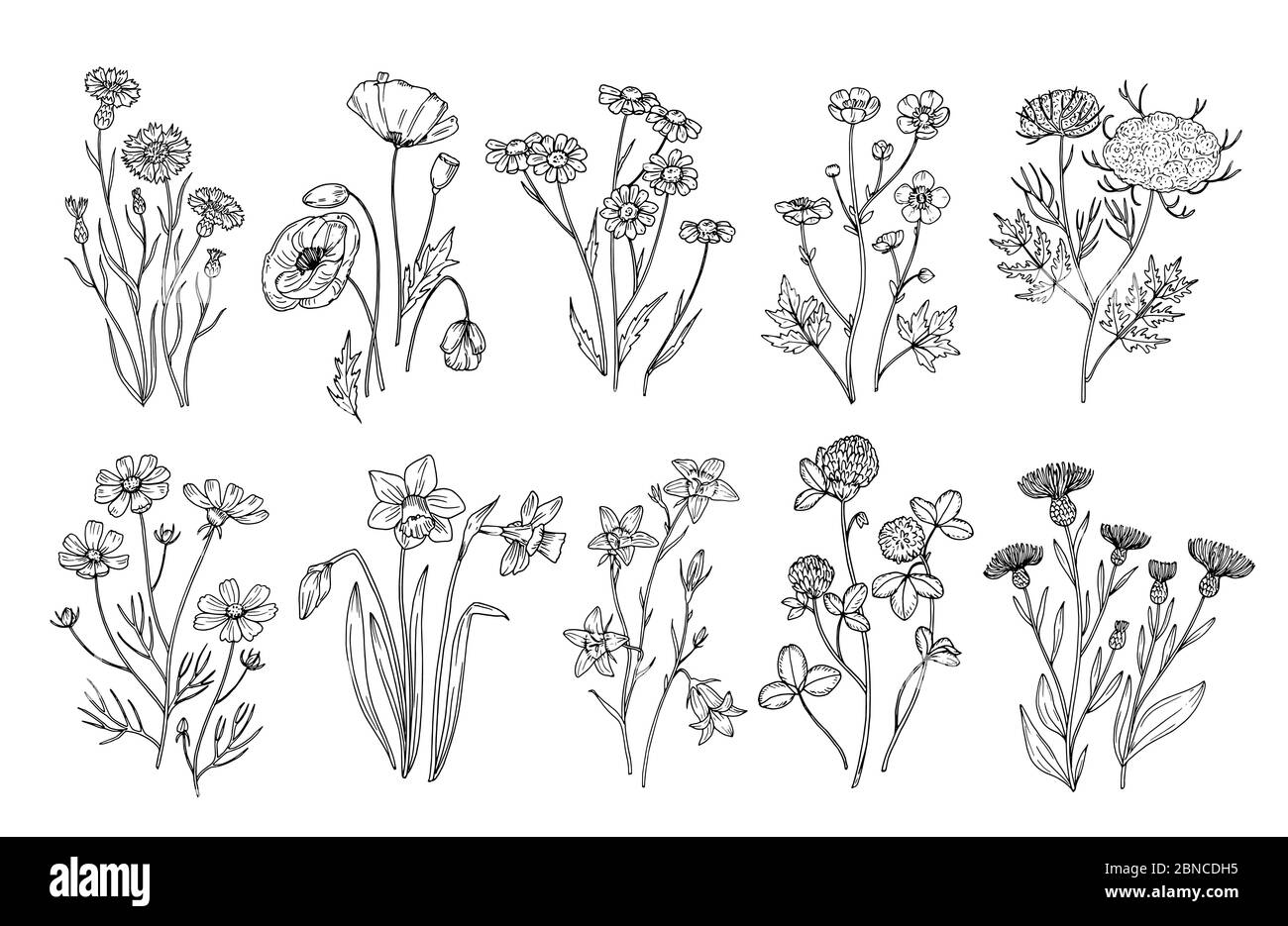 Wild flowers. Sketch wildflowers and herbs nature botanical elements. Hand drawn summer field flowering vector set. Illustration of floral field, wild flower white black line Stock Vector