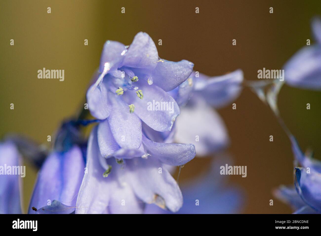 The flowers of a hybrid bluebell (Hyacinthoides x massartiana) a cross between common bluebell (H. non-scripta) and the Spanish bluebell (H. hispan) Stock Photo