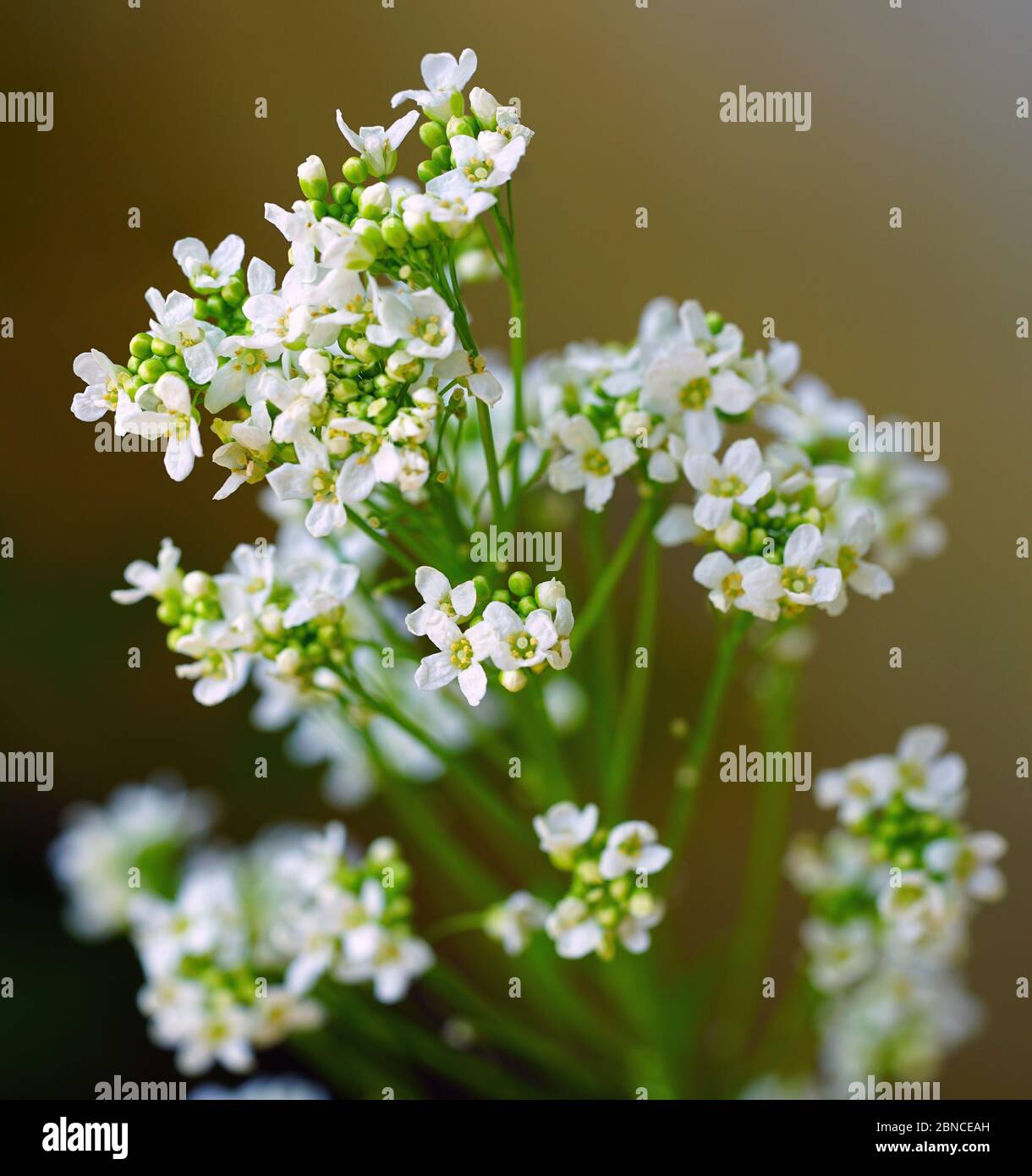 Flowers and leaves of the horseradish plant (armoracia rusticana) Stock Photo