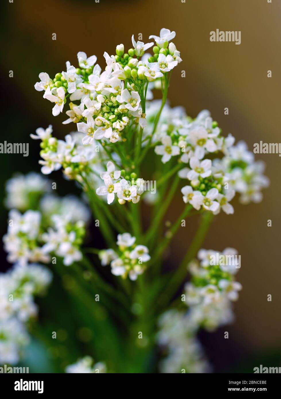 Flowers and leaves of the horseradish plant (armoracia rusticana) Stock Photo