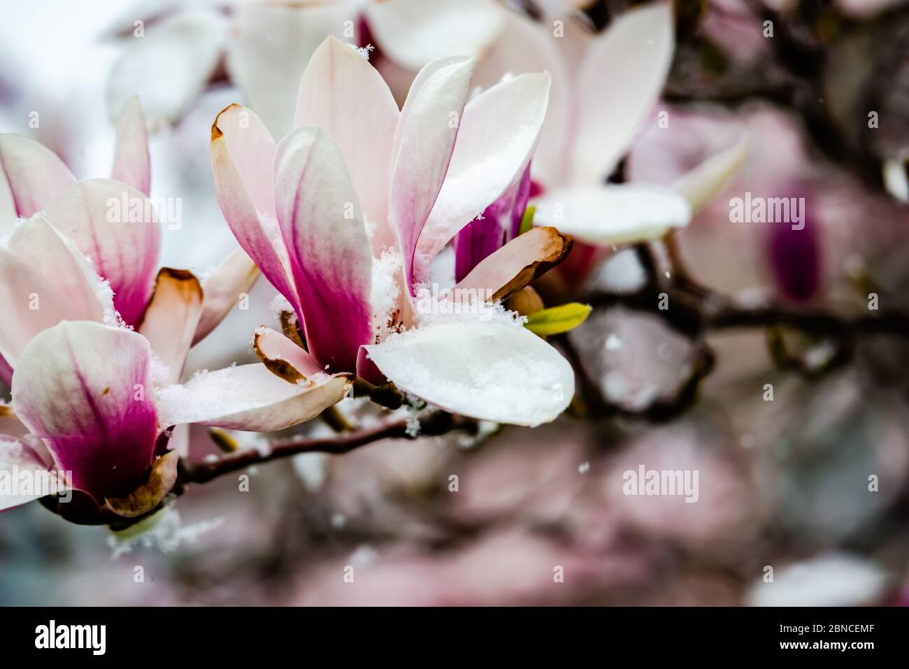Magnolia flowering time, close-up photography Stock Photo