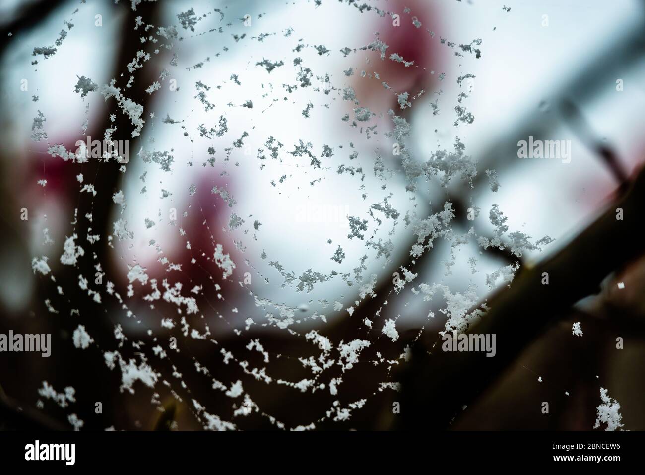 Spider web covered with the snowflakes Stock Photo