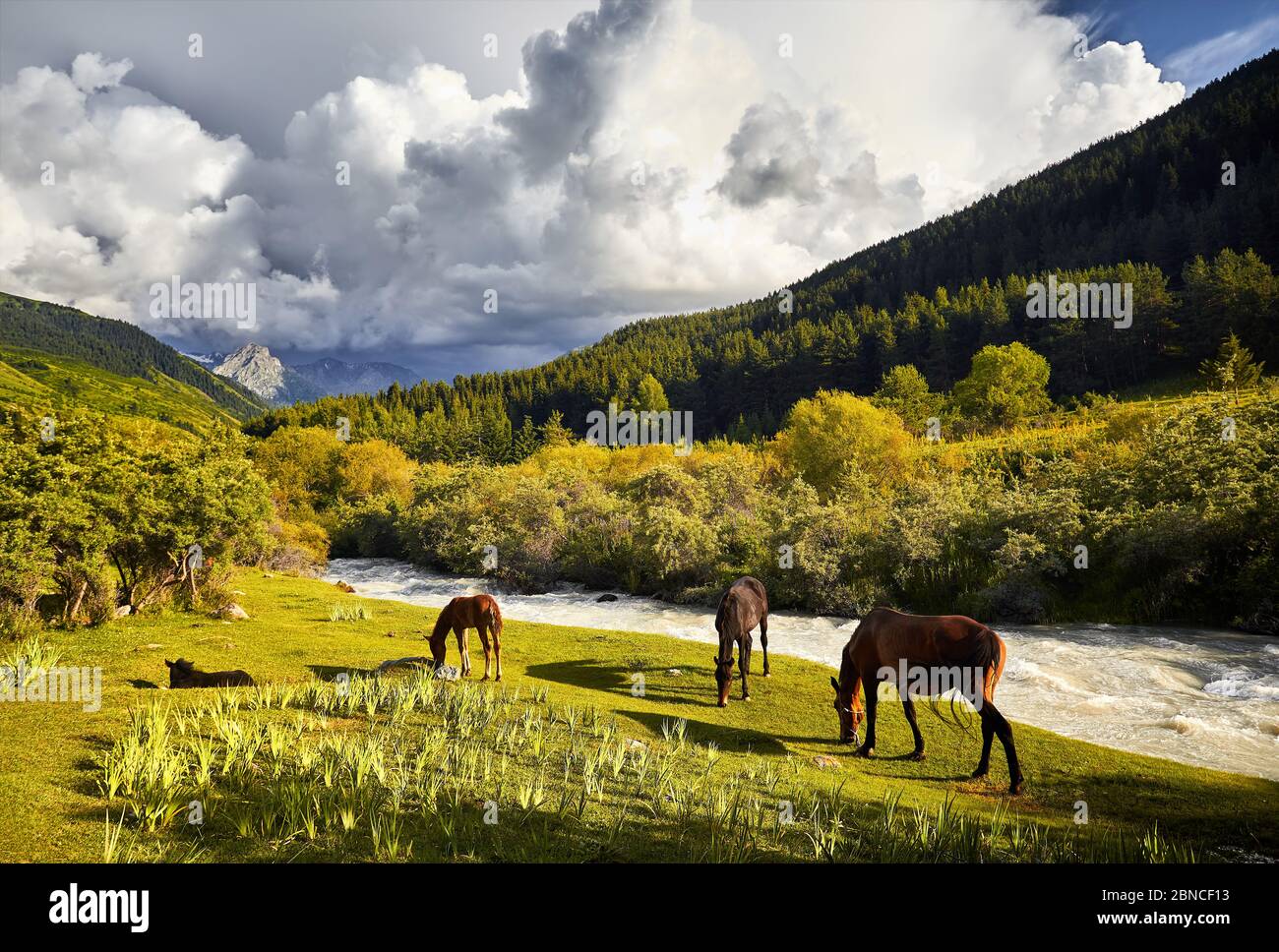 Herd of horses is feeding near the river in Karakol gorge at mountains of Kyrgyzstan, Central Asia Stock Photo