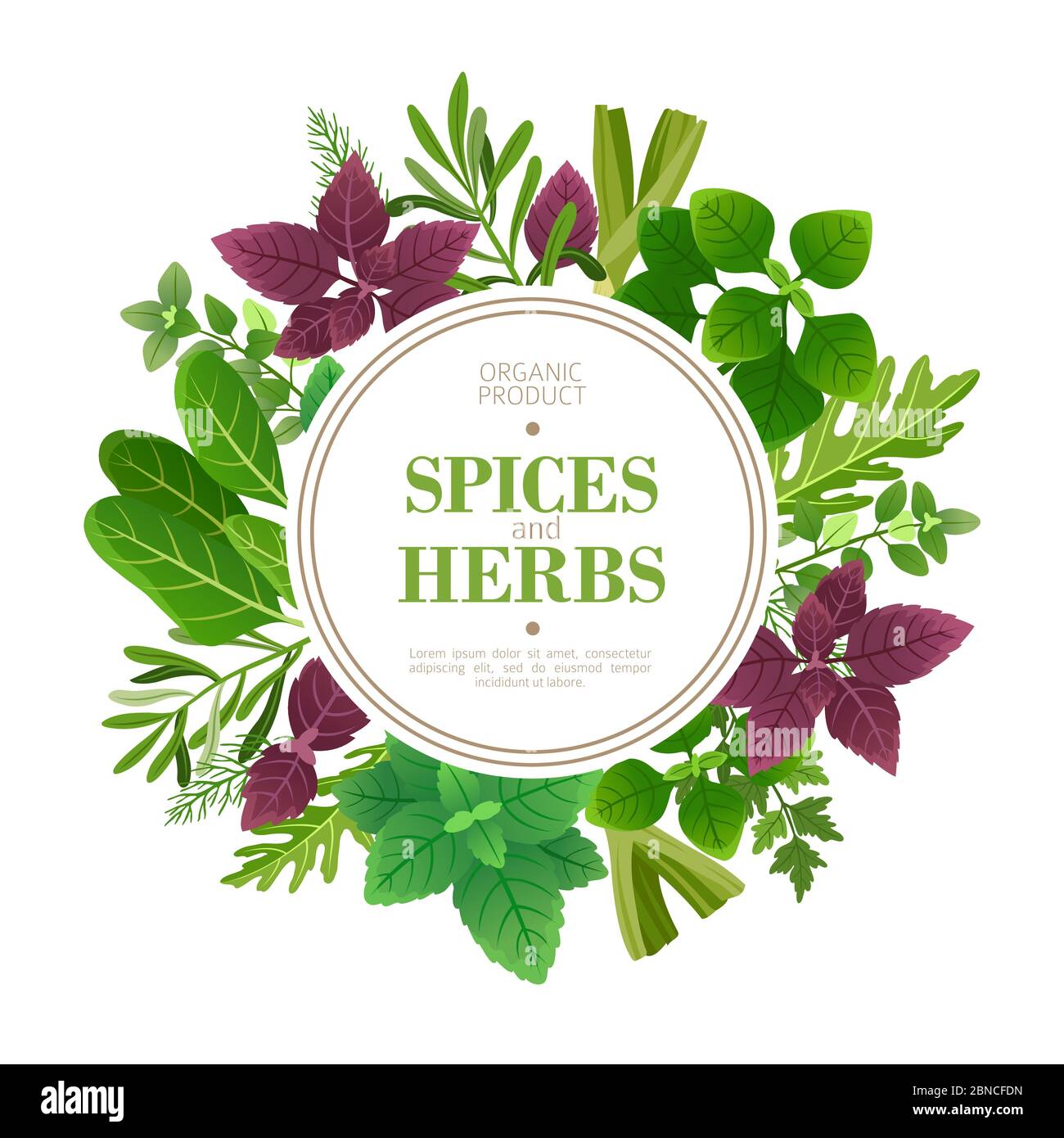 Spices and herbs background. Fresh herb cooking aromatic plants. Indian food vector frame. Culinary and cooking, plant dill and sage illustration Stock Vector