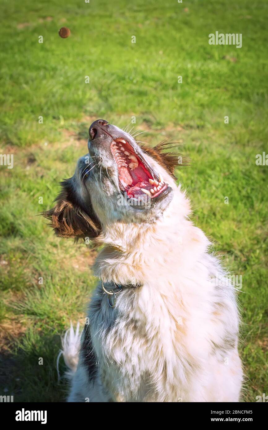 Dog catches the piece of dry food falling from above, mouth wide open