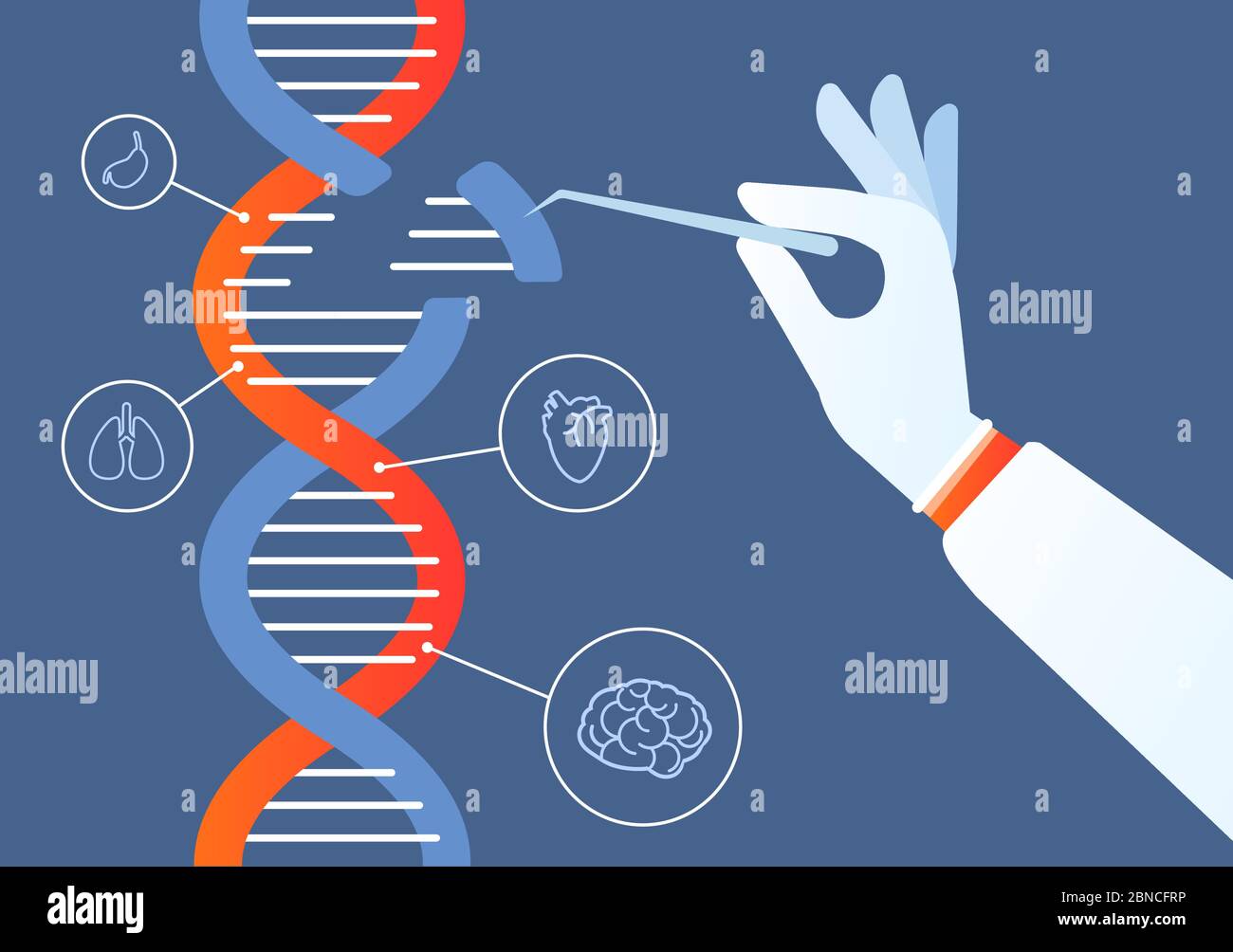 Dna engineering. Genome crispr cas9, gene mutation code modification. Human biochemistry and chromosomes research vector concept. Illustration of gene engineering, mutation code genetic Stock Vector