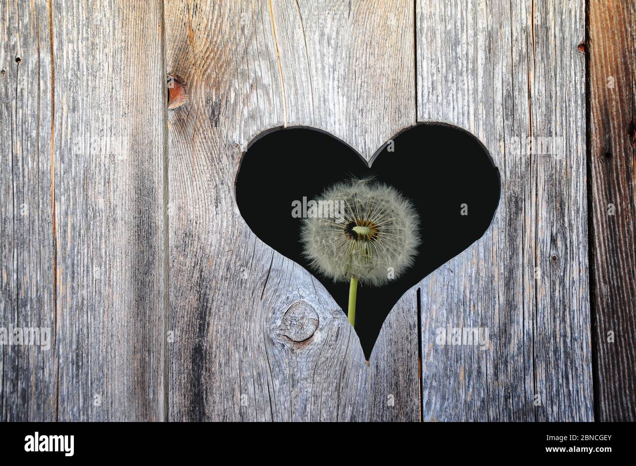 Heart in a wooden door with dandelions behind it, composing Stock Photo