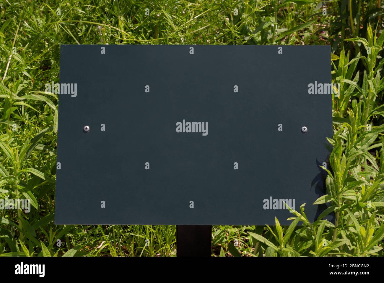 blank dark green metal sign with screws  on both sides, for copy space, surrounded by overgrown bright green grass Stock Photo