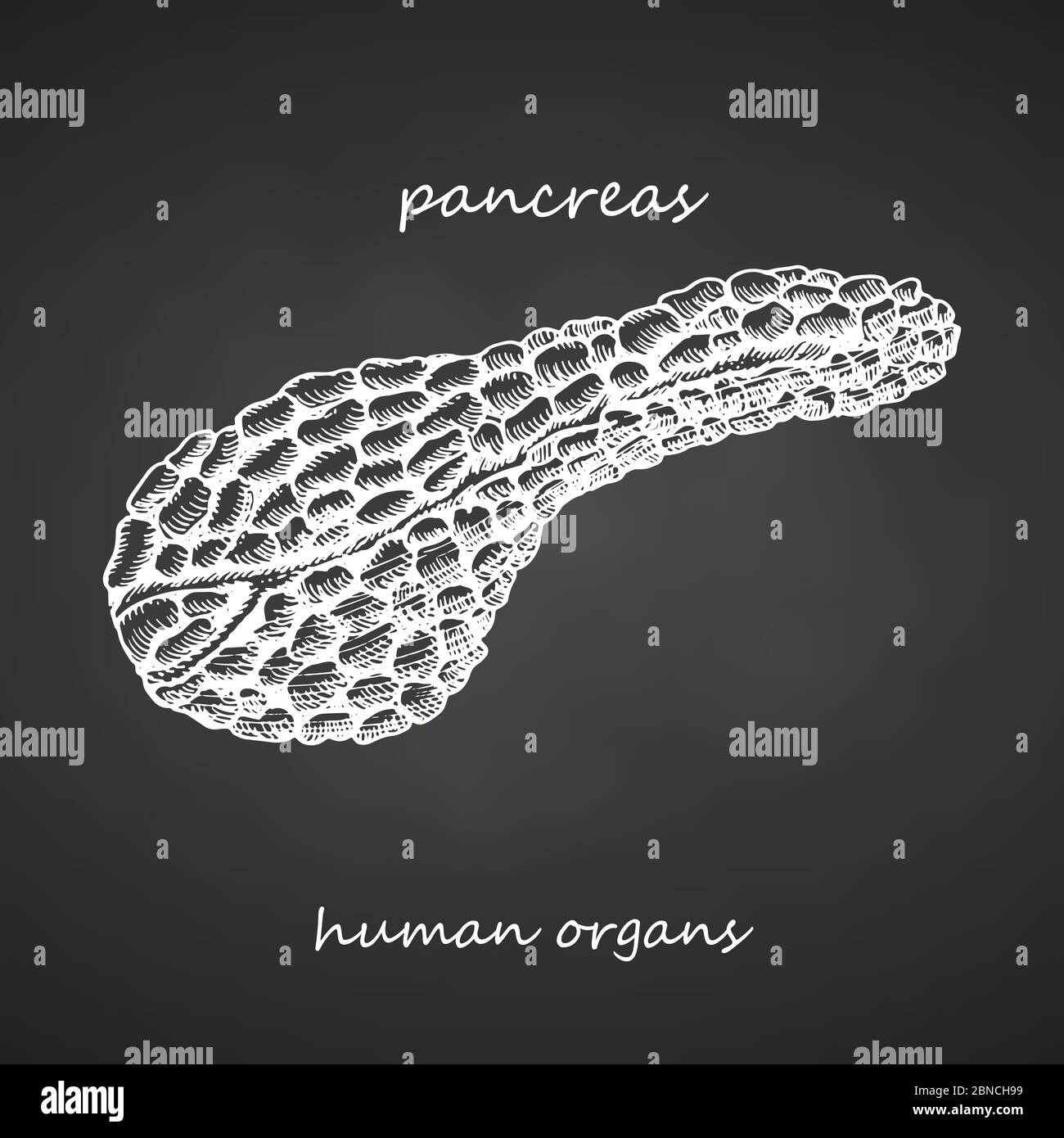 Pancreas Realistic Hand Drawn Icon Of Human Internal Organs On