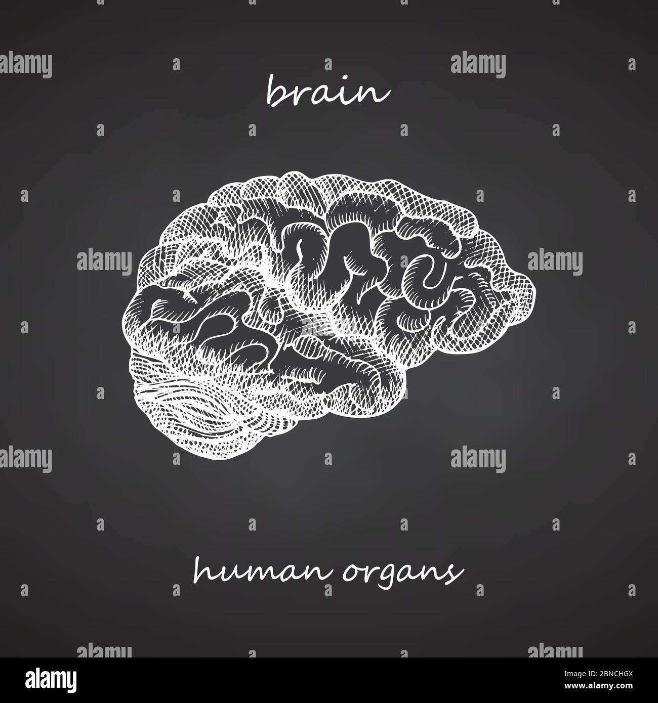 Brain. Realistic hand-drawn icon of human internal organs on chalkboard. Engraving art. Sketch style. Design concept for your medical projects post Stock Vector