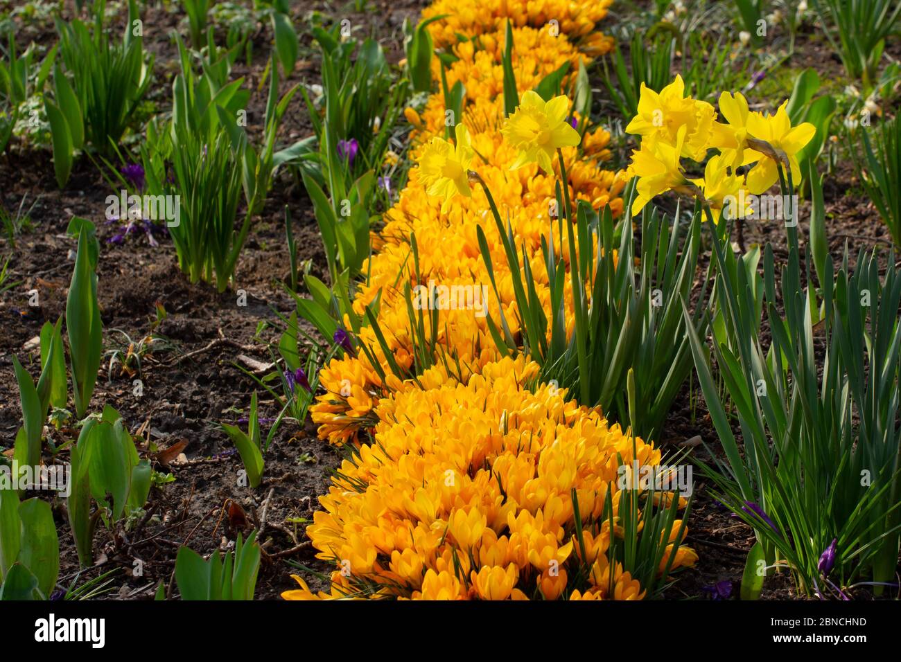 TÌNH YÊU CÂY CỎ ĐV.3 - Page 86 Group-of-yellow-crocus-and-daffodils-crocus-flavus-and-narcissus-pseudonarcissus-2BNCHND