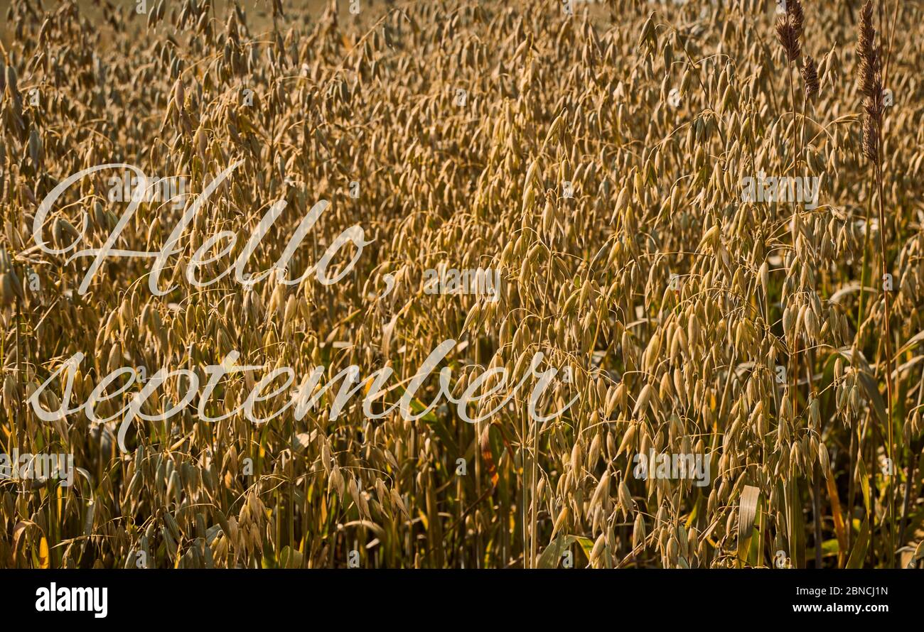 Autumnfall mood with greeting Hello September, oat field at countryside,  agriculture at farm Stock Photo - Alamy, image size:1300x890