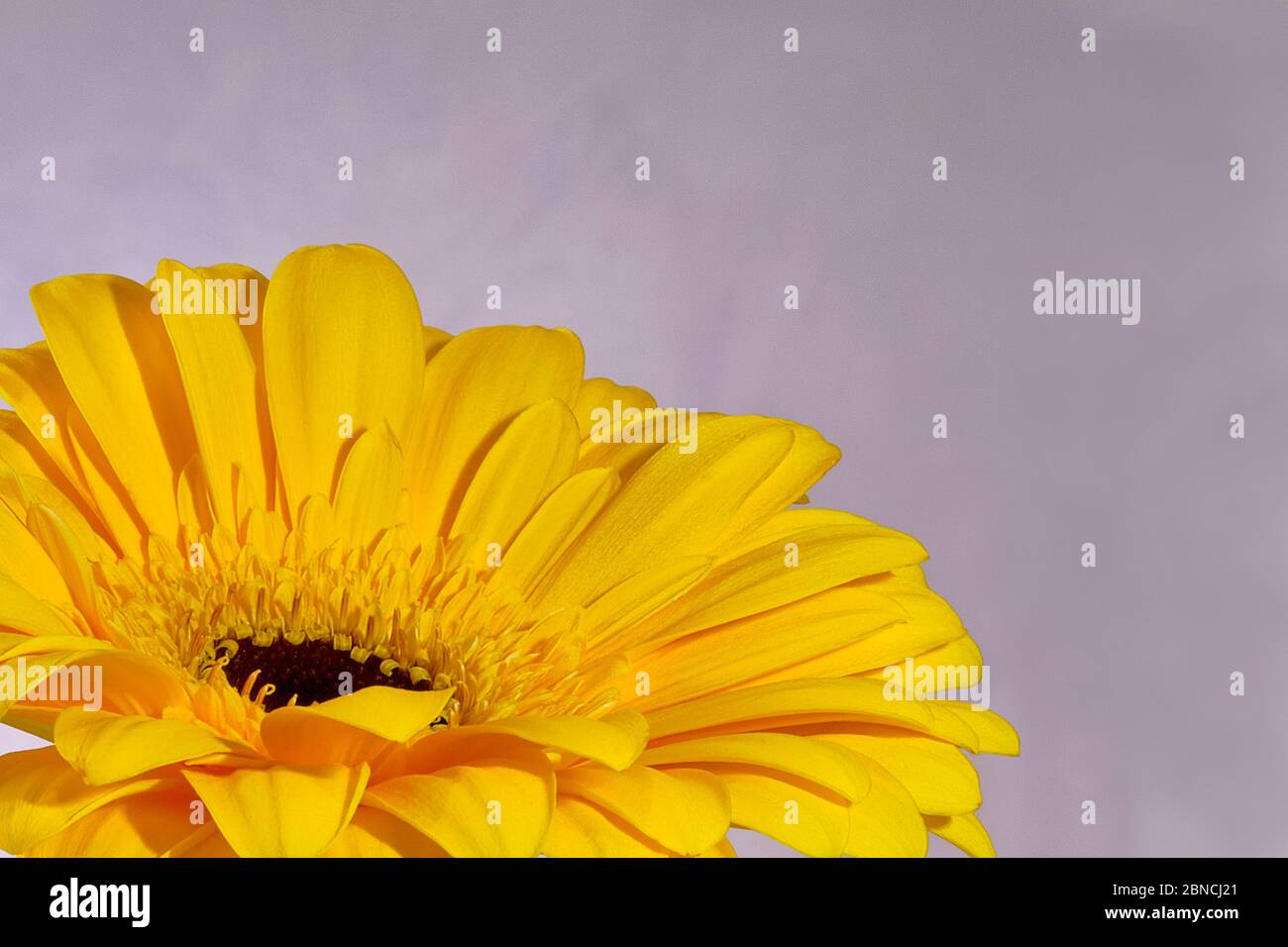 A close up of a Daisy with yellow petals in one side of the frame isolated against a clear grey background Stock Photo