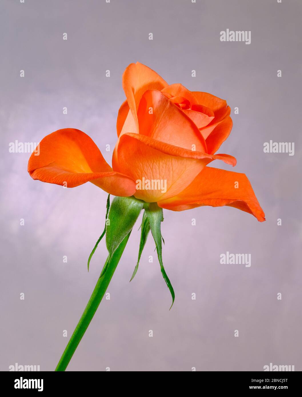 A close up of a single Rose with orange petals and green stem against a plain grey background in a studio setting Stock Photo