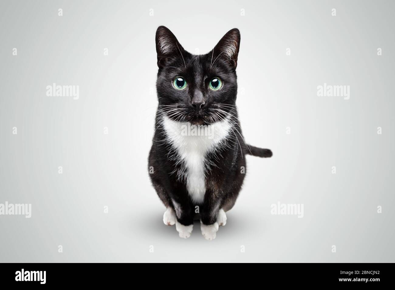 Black and white cat looking hopefully into the camera Stock Photo - Alamy