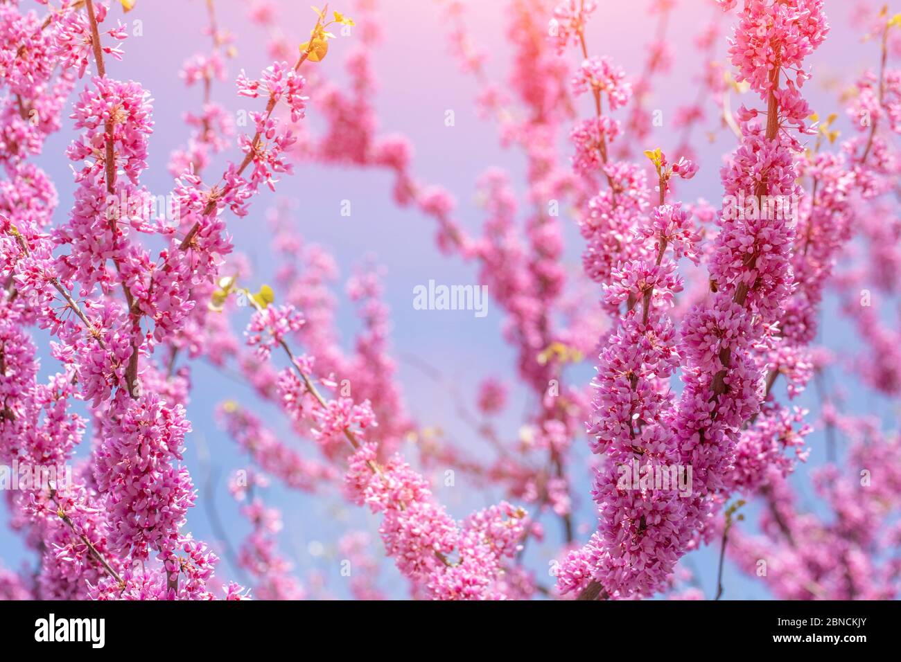 Cercis canadensis Canadian crimson, pink flowers on a background of blue sky. Stock Photo