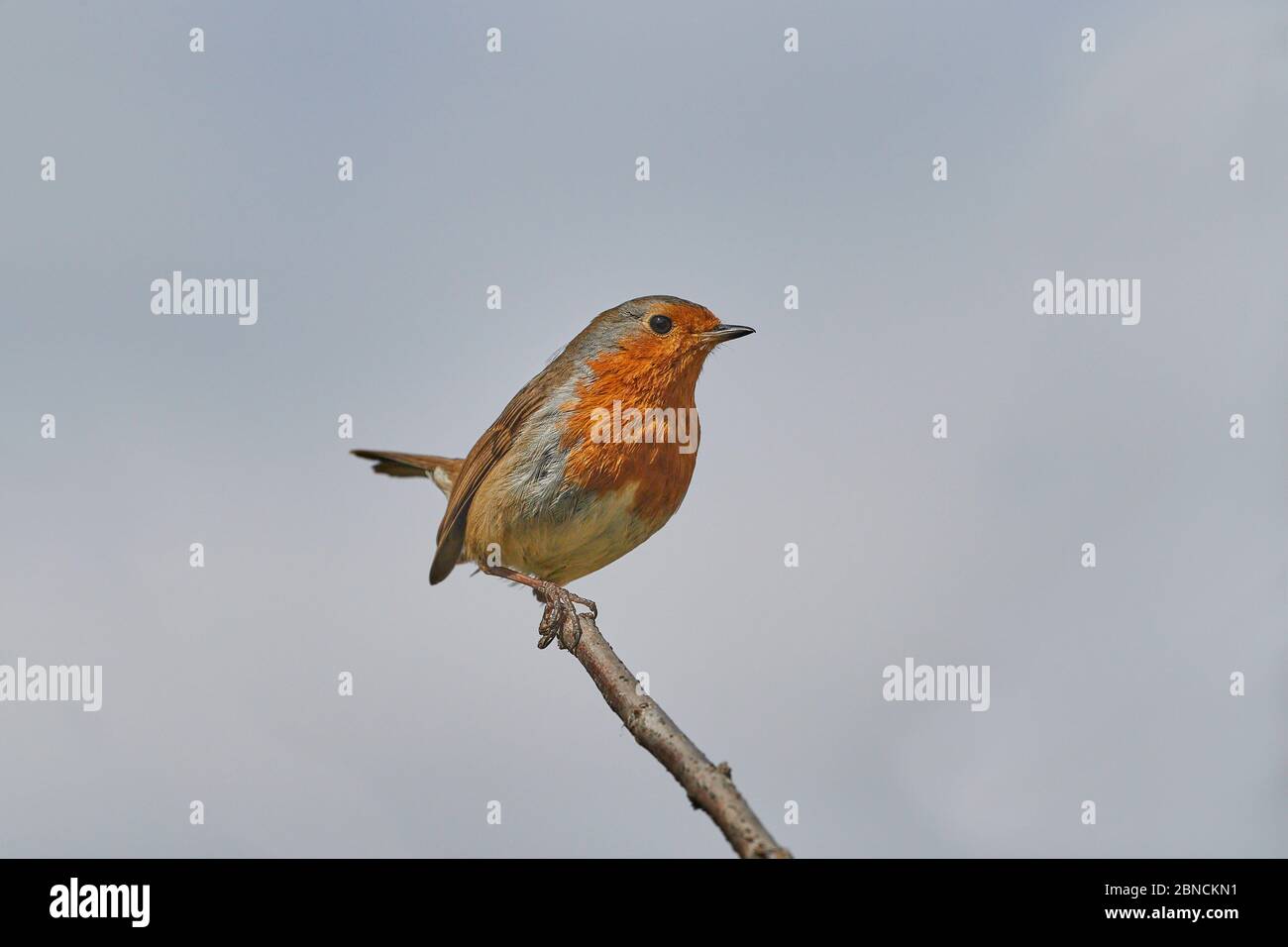 A lone Robin (Erithacus Rubecula) sat on a single branch with a clear blue background Stock Photo