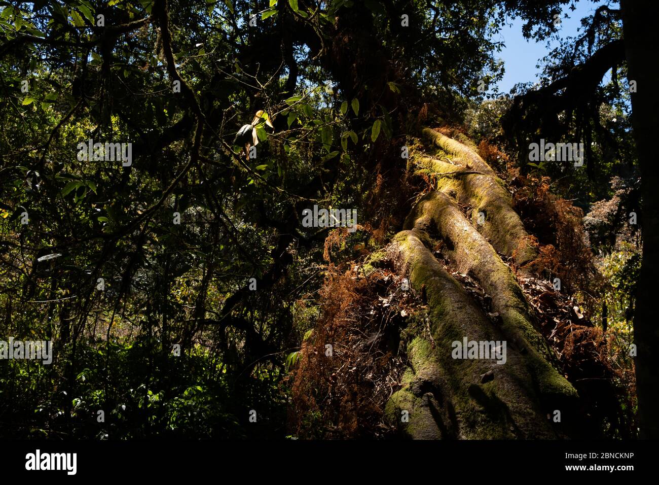The large natural tree in Doi Inthanon national park in Chiang Mai, Thailand Stock Photo