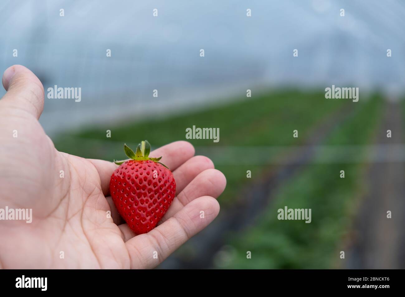 The fresh strawberry on the male hand from the local organic farm in  Mashiko, Haga District, Tochigi Prefecture, Japan Stock Photo