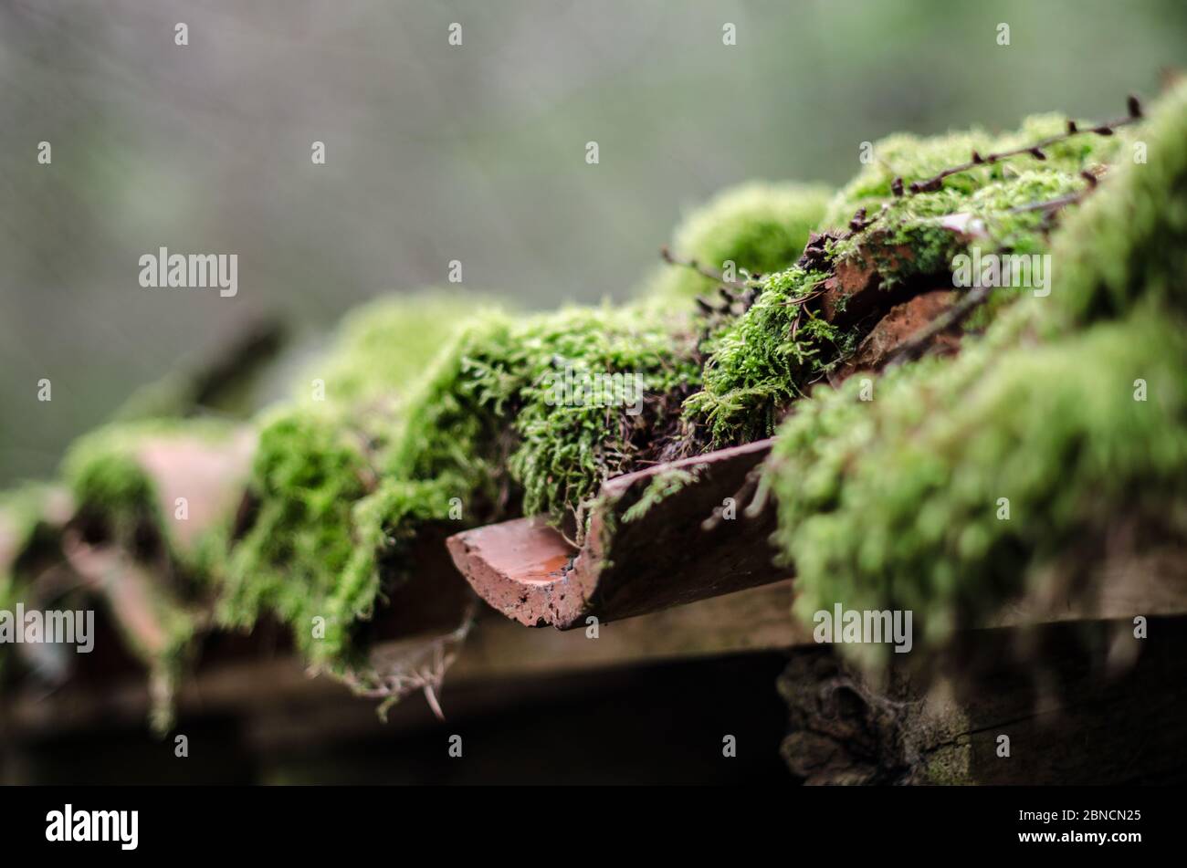 Closeup shot of a roof covered with moss Stock Photo