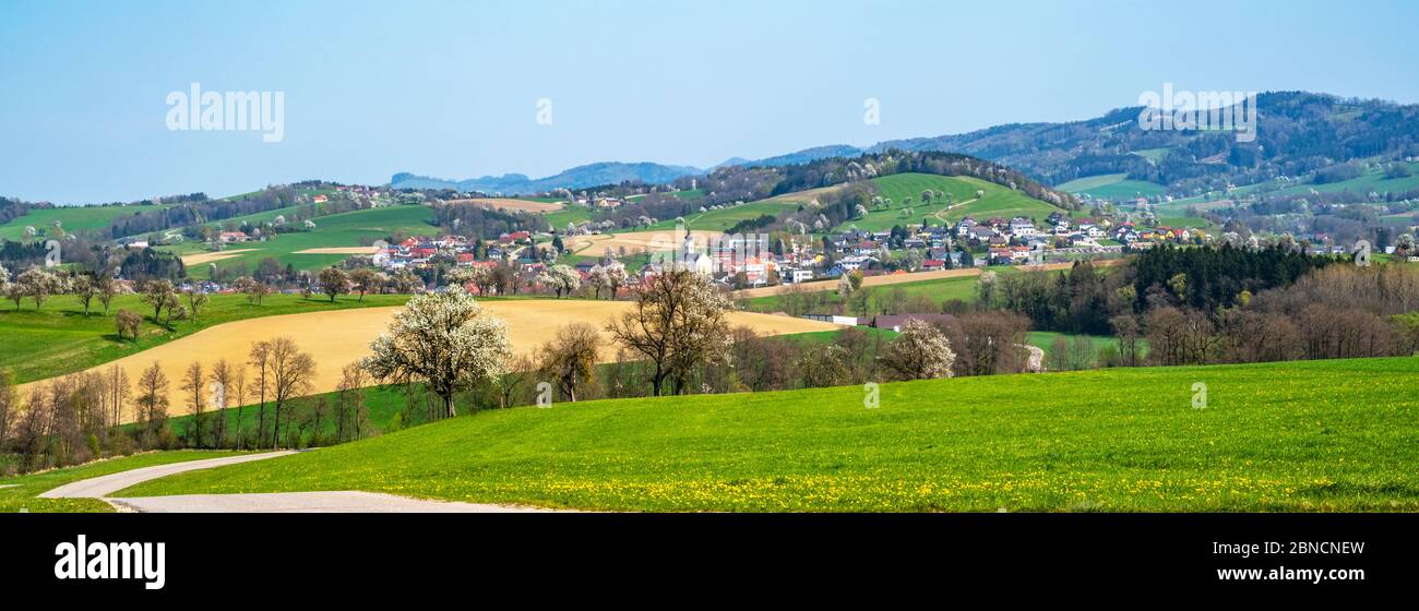 Österreich, Niederösterreich, Ötscherland, Mostviertel, Mostbaumblüte, im Hintergrund die Ortschaft Oberndorf an der Melk Stock Photo