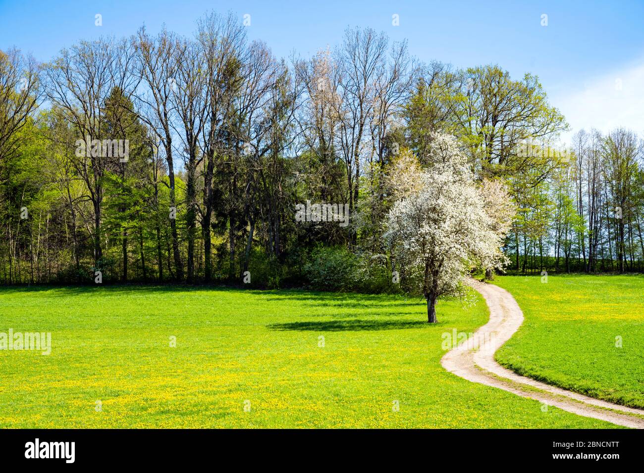 Österreich, Niederösterreich, Ötscherland, Mostviertel, Mostbaumblüte (Region Scheibbs - Gresten) Stock Photo