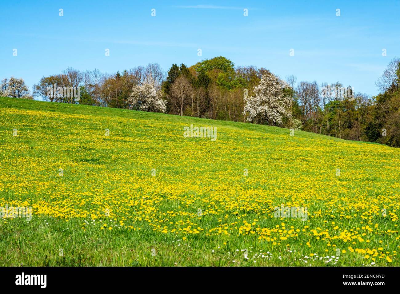 Österreich, Niederösterreich, Ötscherland, Mostviertel, Mostbaumblüte (Region Scheibbs - Gresten) Stock Photo