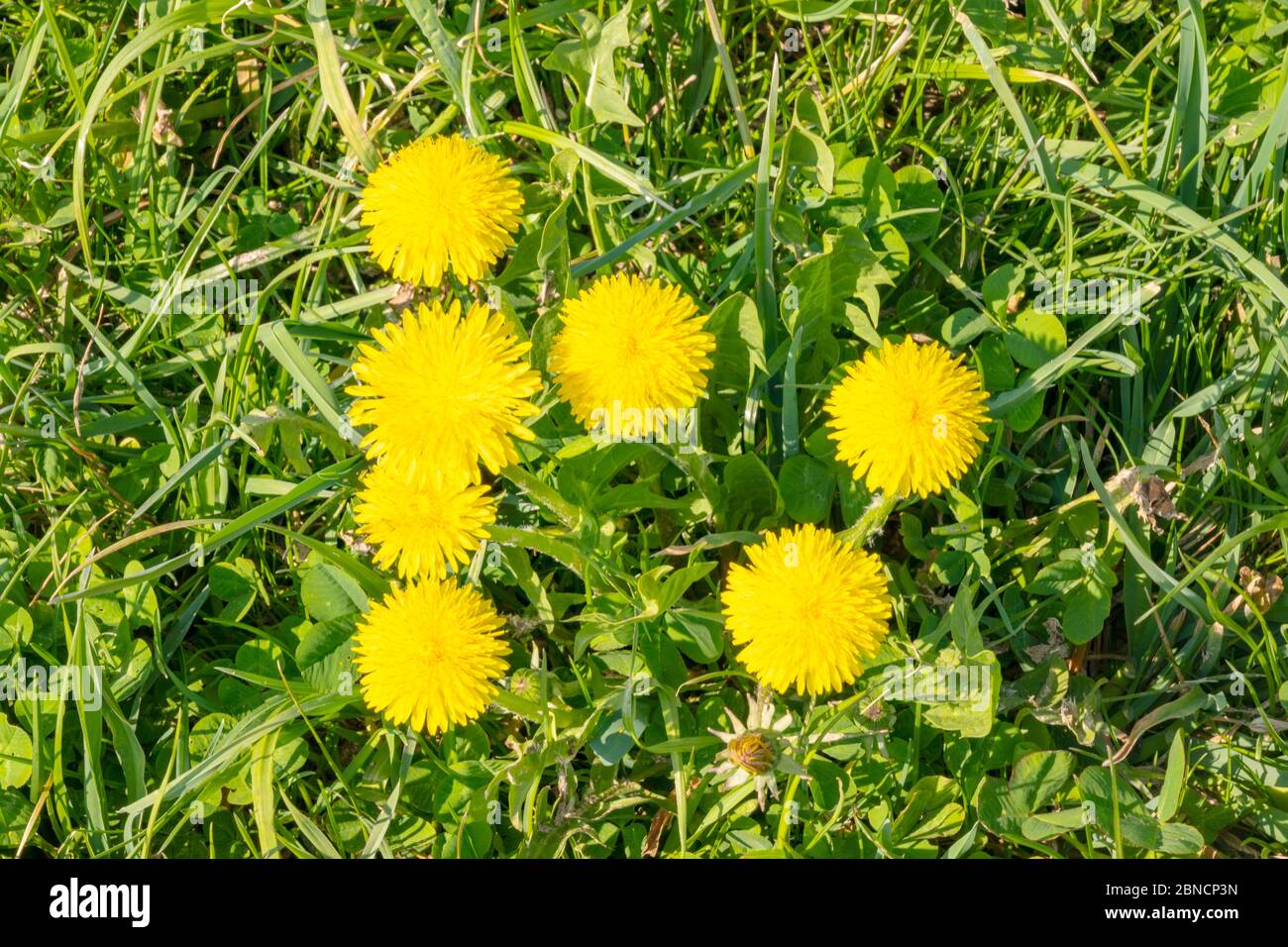 Österreich, Niederösterreich, Ötscherland, Mostviertel, Löwenzahn (Taraxacum sect. Ruderalia) Stock Photo