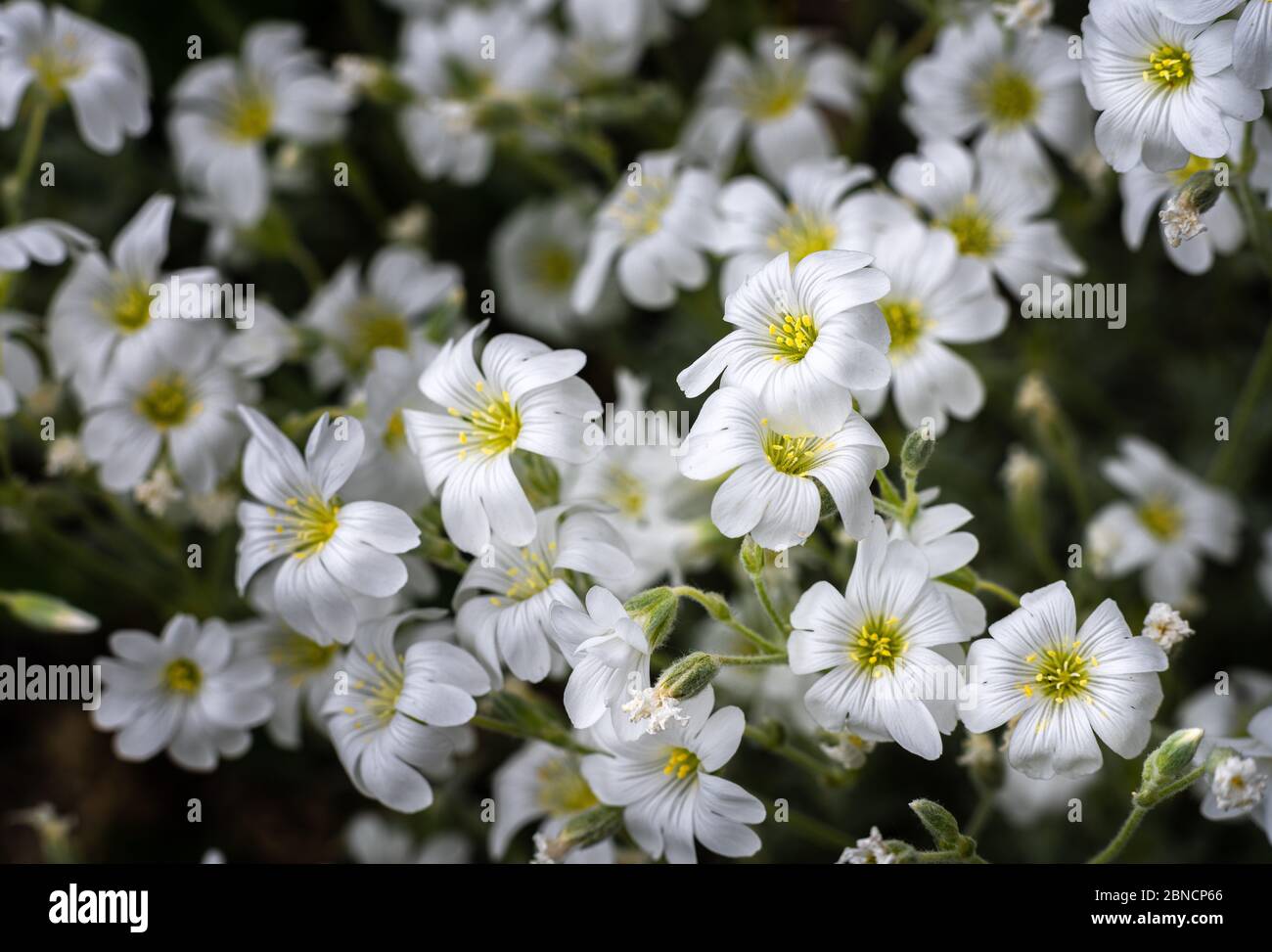 Cerastium tomentosum in bloom, white flowers in meadows of Majella National Park Stock Photo