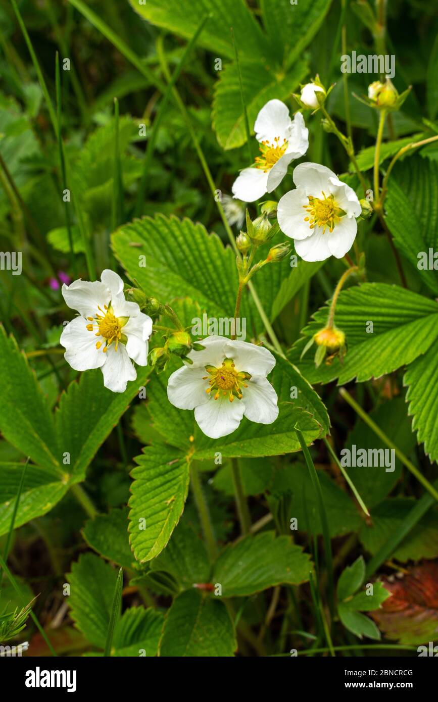 wild strawberry flowers (Fragaria vesca) Stock Photo