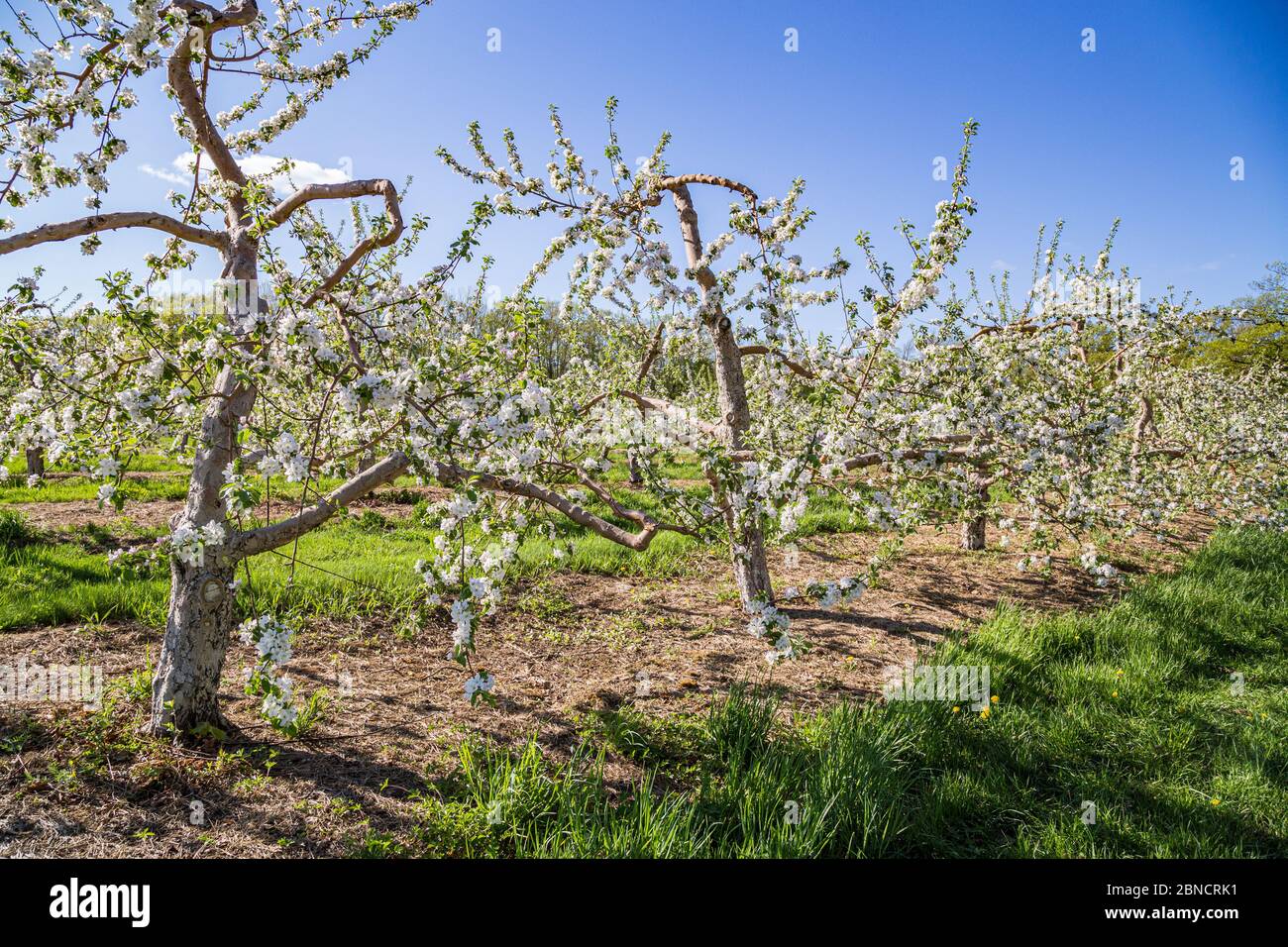 Apple trees hires stock photography and images Alamy
