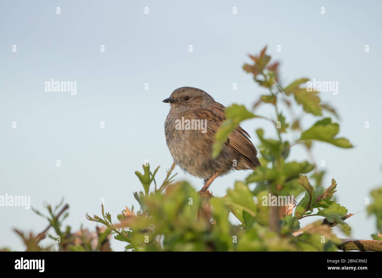 Dunnock in a North Yorkshire hedgerow Stock Photo
