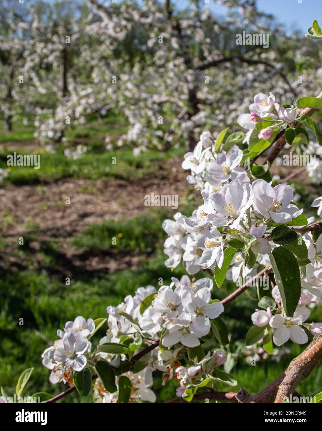 Apple trees hires stock photography and images Alamy