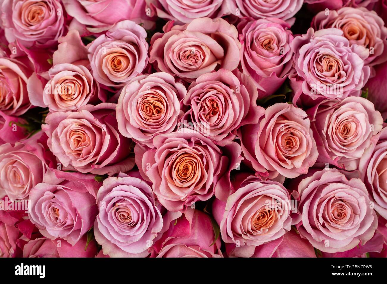 Bright background of natural pink roses Stock Photo - Alamy